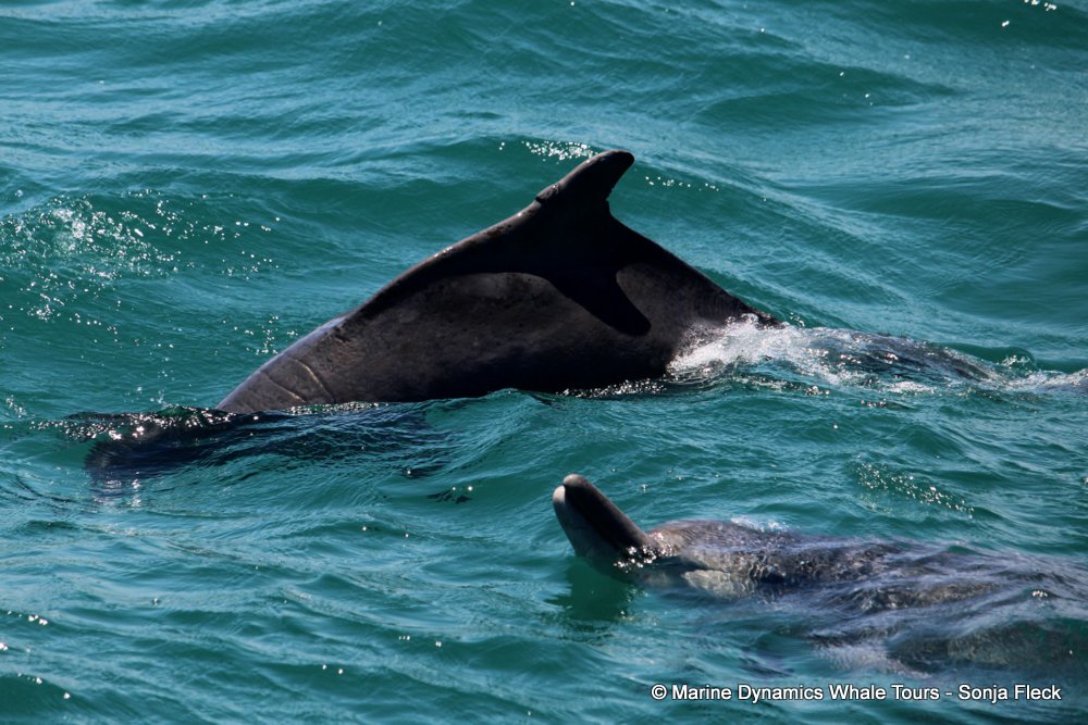 humpback dolphin and Southern right whale, whale watching, gansbaai, south africa,