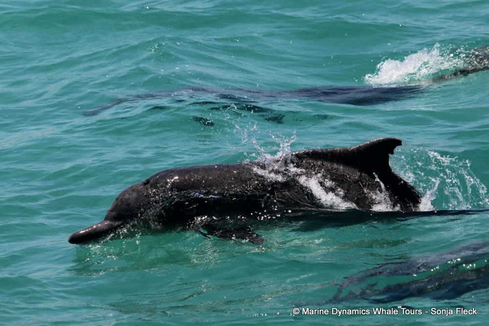 humpback dolphin and Southern right whale, whale watching, gansbaai, south africa,