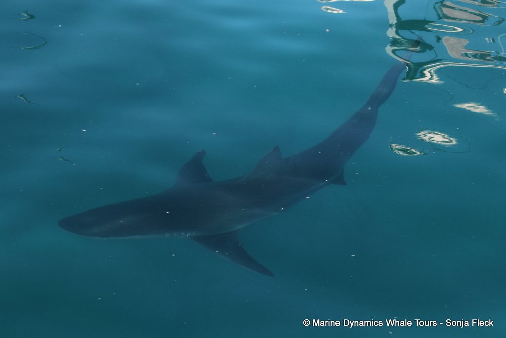 bronze whaler shark, whale watching, gansbaai, south africa,