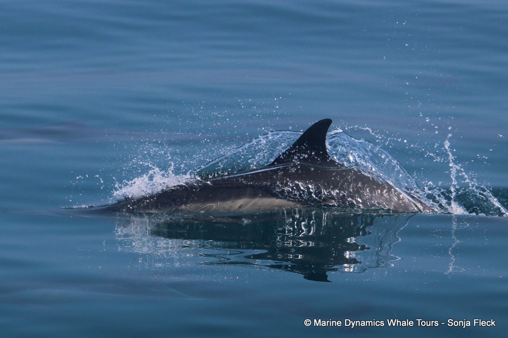 common dolphin, whale watching, gansbaai, south africa