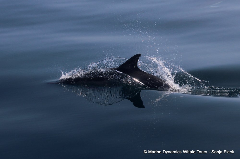 common dolphin, whale watching, gansbaai, south africa