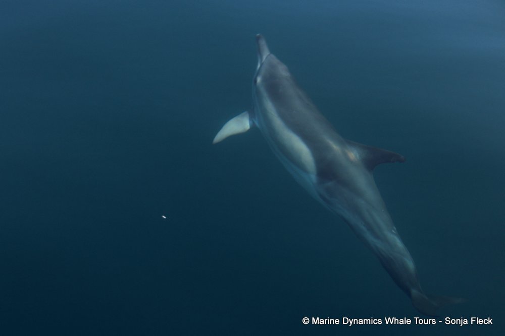 common dolphin, whale watching, gansbaai, south africa