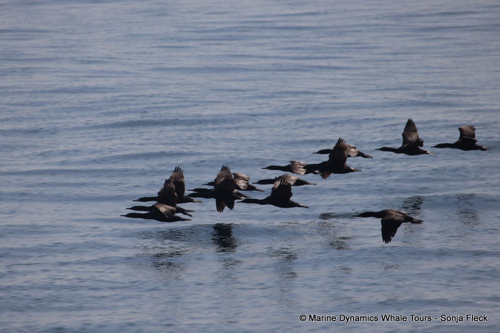 cape cormorants, whale watching, gansbaai, south africa