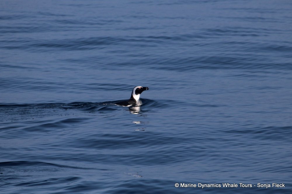african penguin, whale watching, gansbaai, south africa