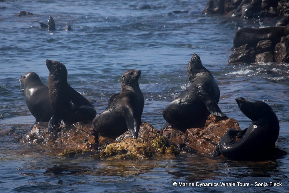 cape fur seal, whale watching, gansbaai, south africa
