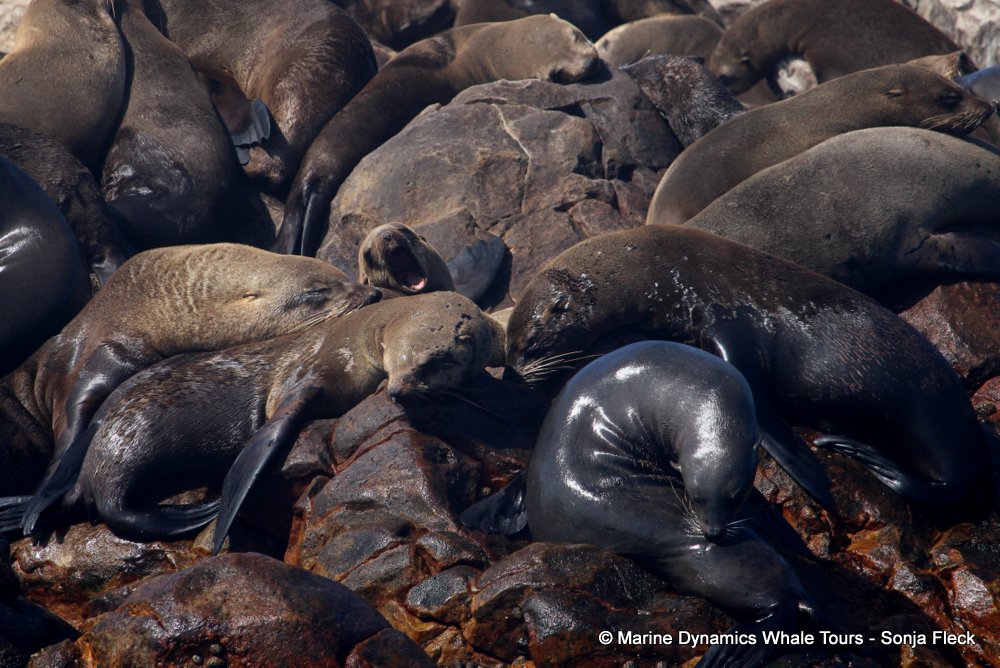 cape fur seal, whale watching, gansbaai, south africa