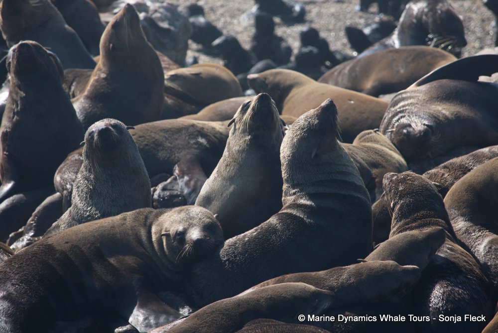 cape fur seal, whale watching, gansbaai, south africa