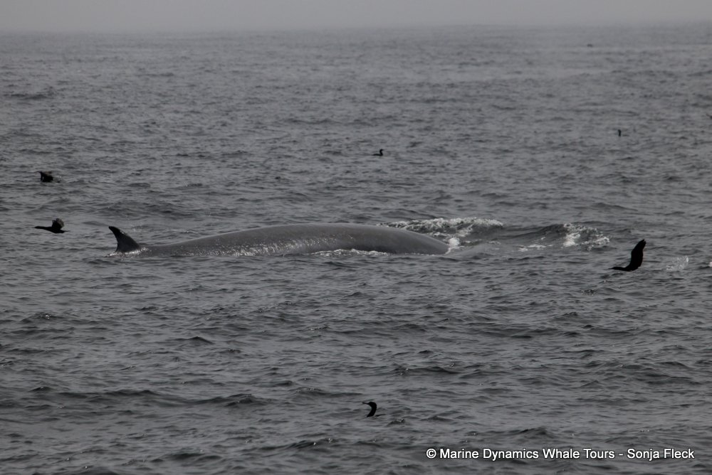 bryde's whale, whale watching, gansbaai, south africa,