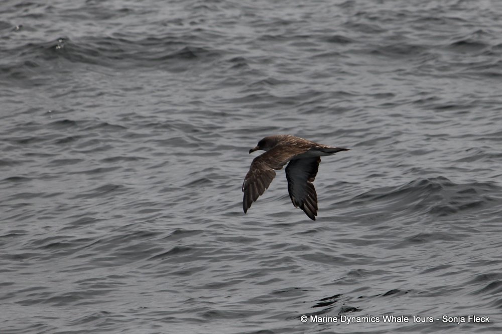 cory's shearwater, whale watching, gansbaai, south africa,