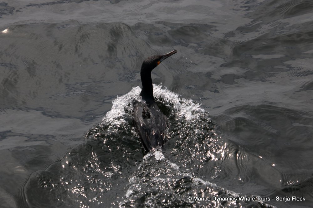cape cormorants, whale watching, gansbaai, south africa