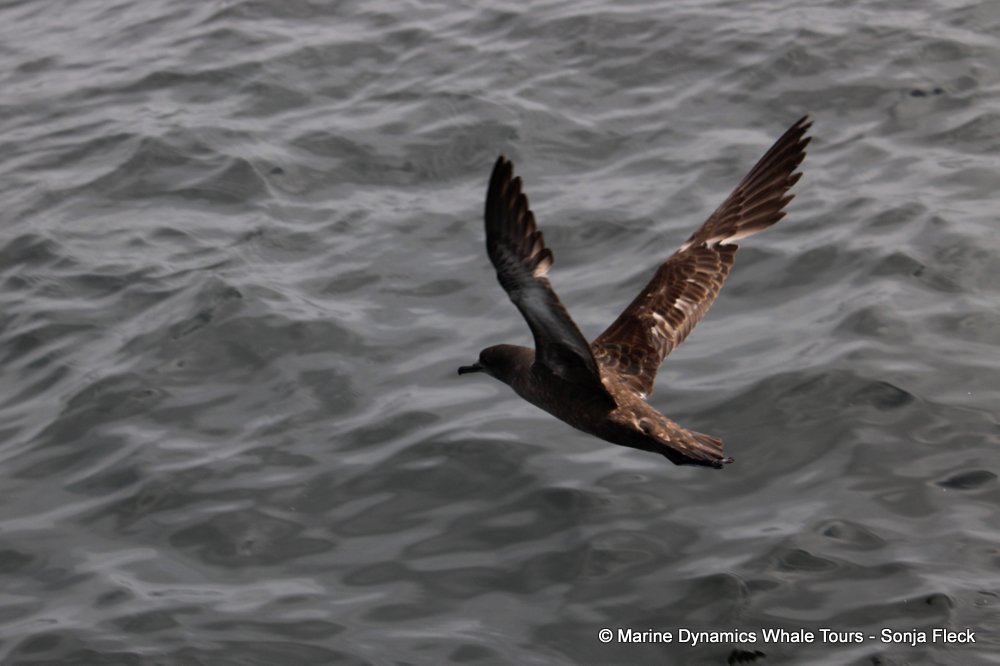 sooty shearwater, whale watching, gansbaai, south africa