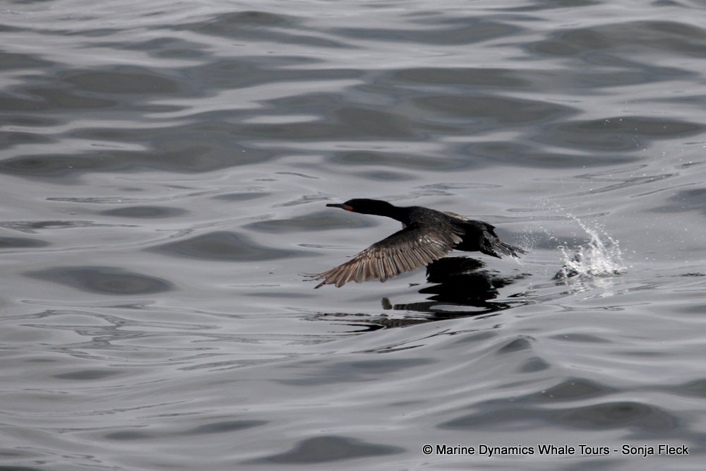 cape cormorants, whale watching, gansbaai, south africa