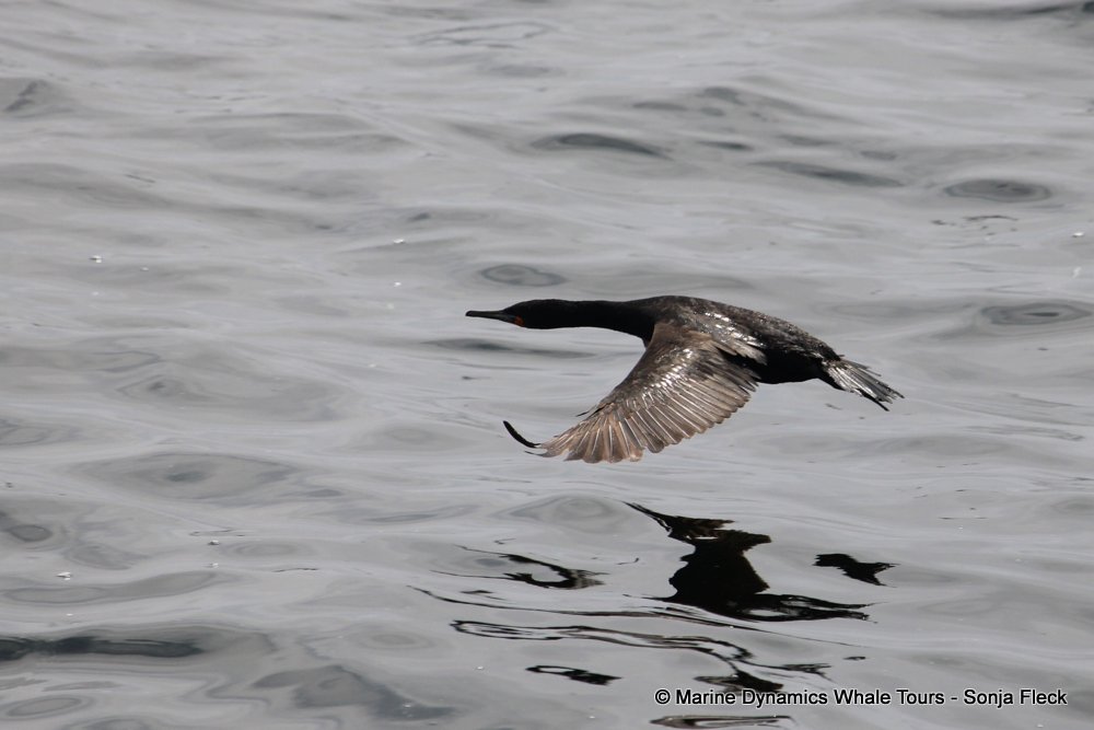 cape cormorants, whale watching, gansbaai, south africa