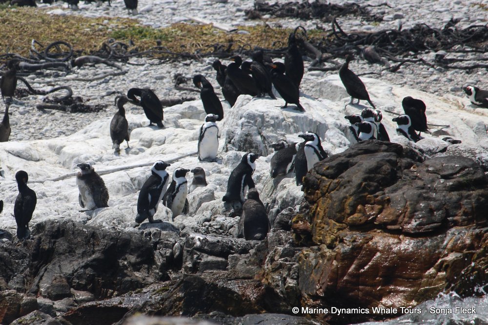african penguin, whale watching, gansbaai, south africa