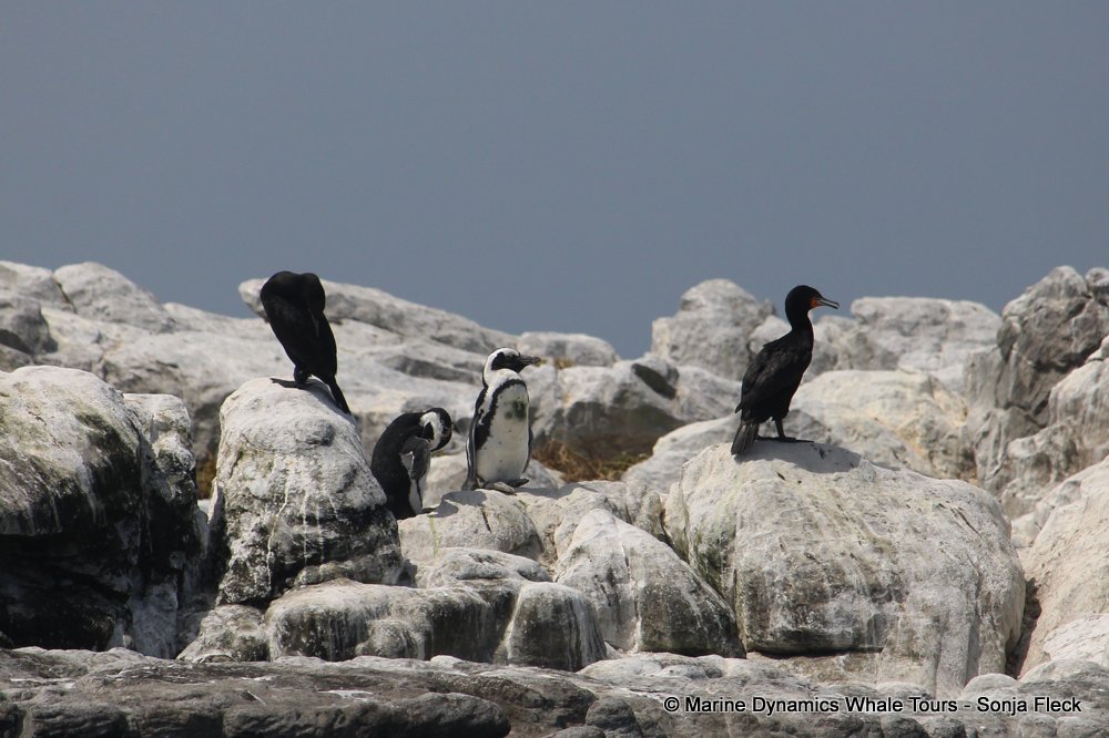 african penguin, whale watching, gansbaai, south africa