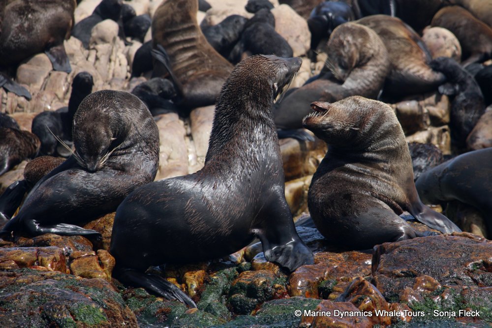 cape fur seal, whale watching, gansbaai, south africa