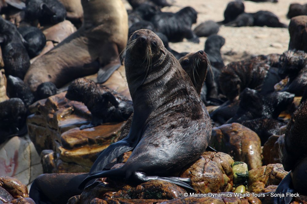 cape fur seal, whale watching, gansbaai, south africa