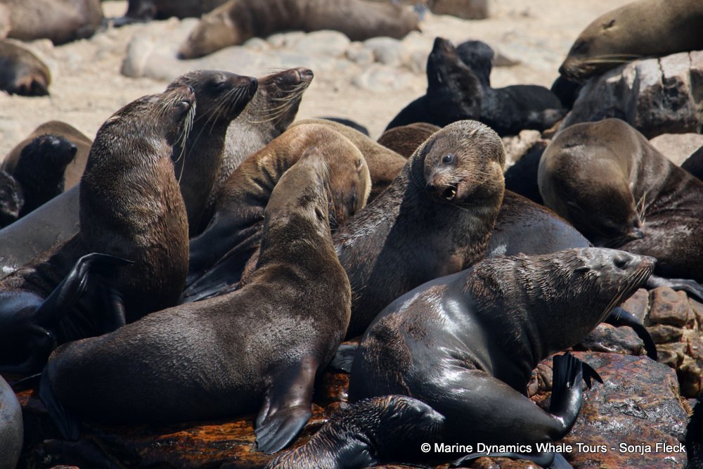 cape fur seal, whale watching, gansbaai, south africa