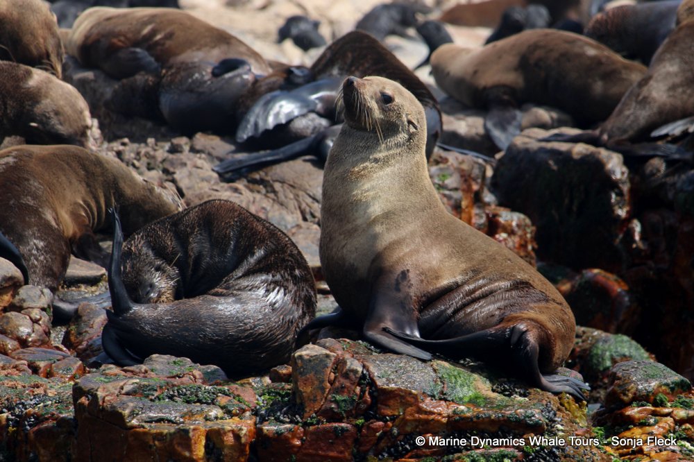 cape fur seal, whale watching, gansbaai, south africa