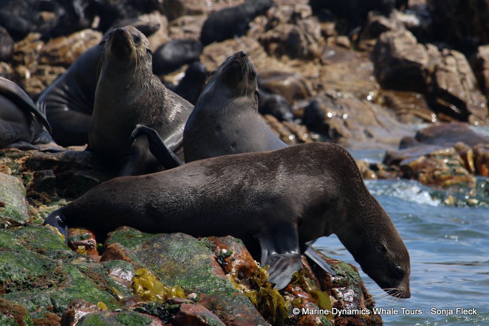 cape fur seal, whale watching, gansbaai, south africa