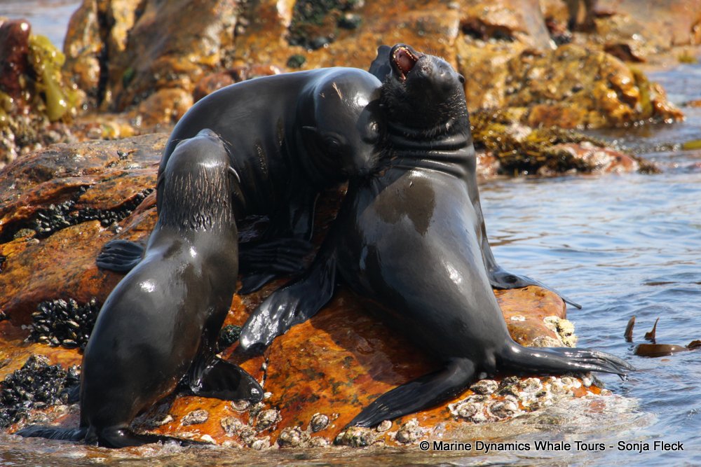 cape fur seal, whale watching, gansbaai, south africa