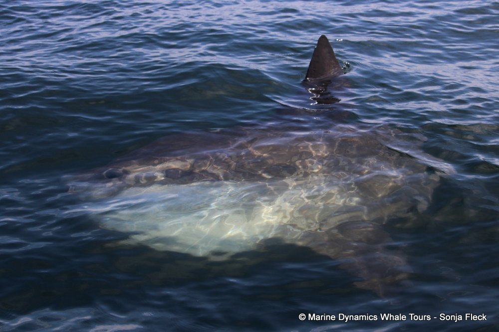 sunfish, whale watching, gansbaai, south africa