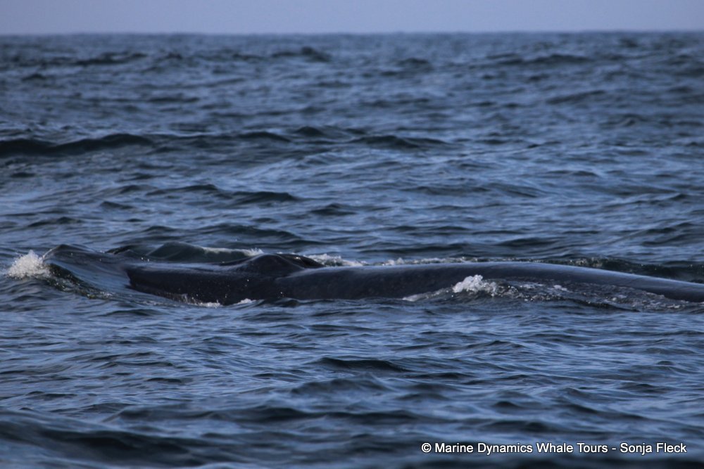 bryde's whale, whale watching, gansbaai, south africa,