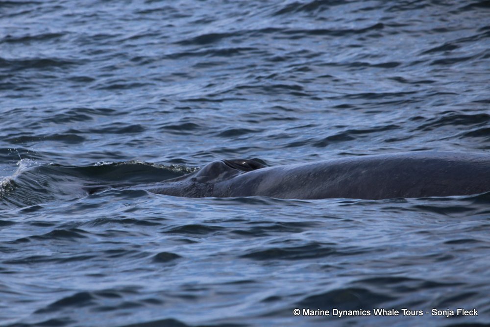 bryde's whale, whale watching, gansbaai, south africa,
