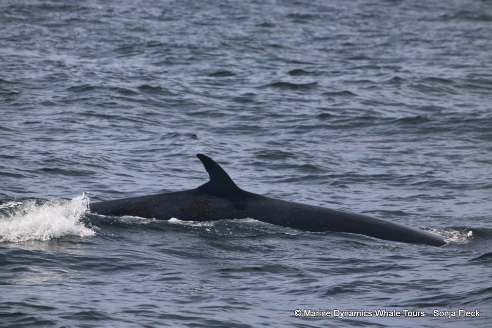 bryde's whale, whale watching, gansbaai, south africa,