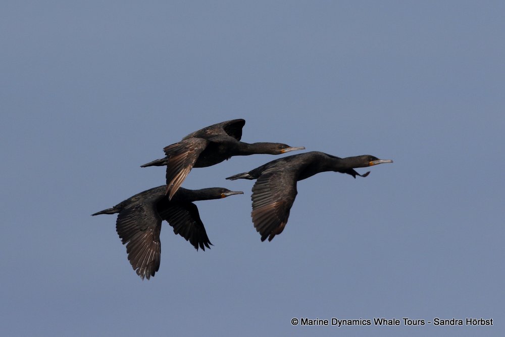 cape cormorants, whale watching, gansbaai, south africa