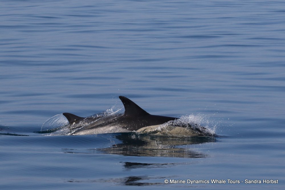 dolphin, whale watching, gansbaai, south africa,