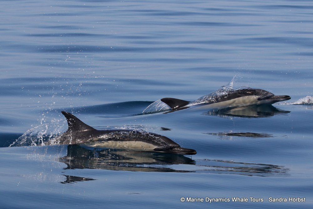 dolphin, whale watching, gansbaai, south africa,
