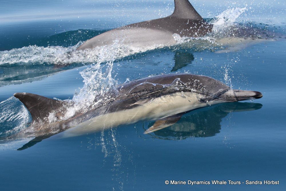 dolphin, whale watching, gansbaai, south africa,