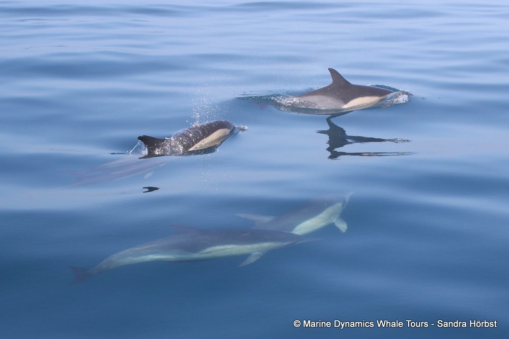 dolphin, whale watching, gansbaai, south africa,