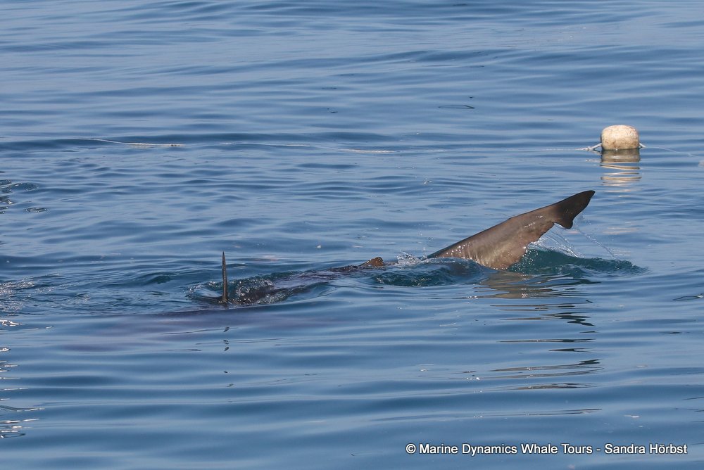 bronze whaler shark, whale watching, gansbaai, south africa,