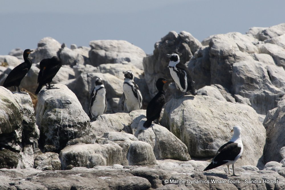 penguins, whale watching, gansbaai, south africa,