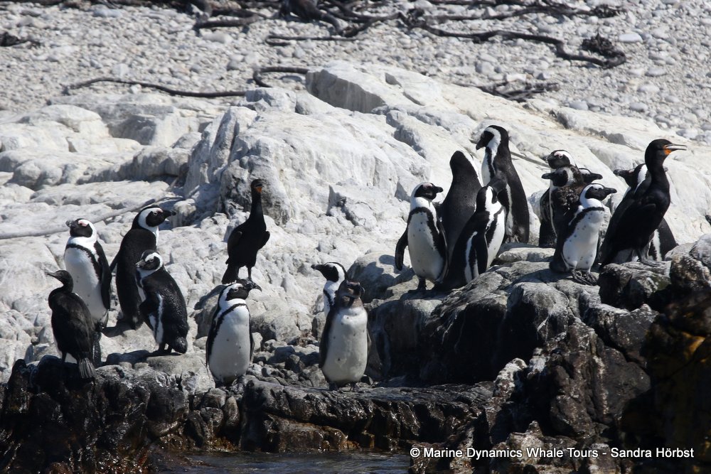 penguins, whale watching, gansbaai, south africa,