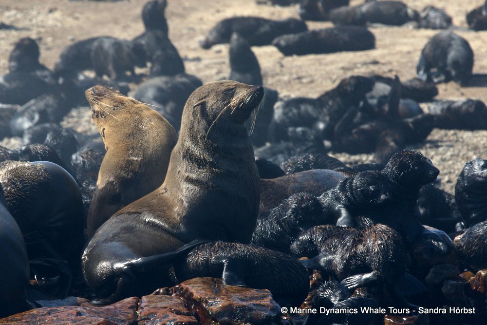 cape fur seal, whale watching, gansbaai, south africa