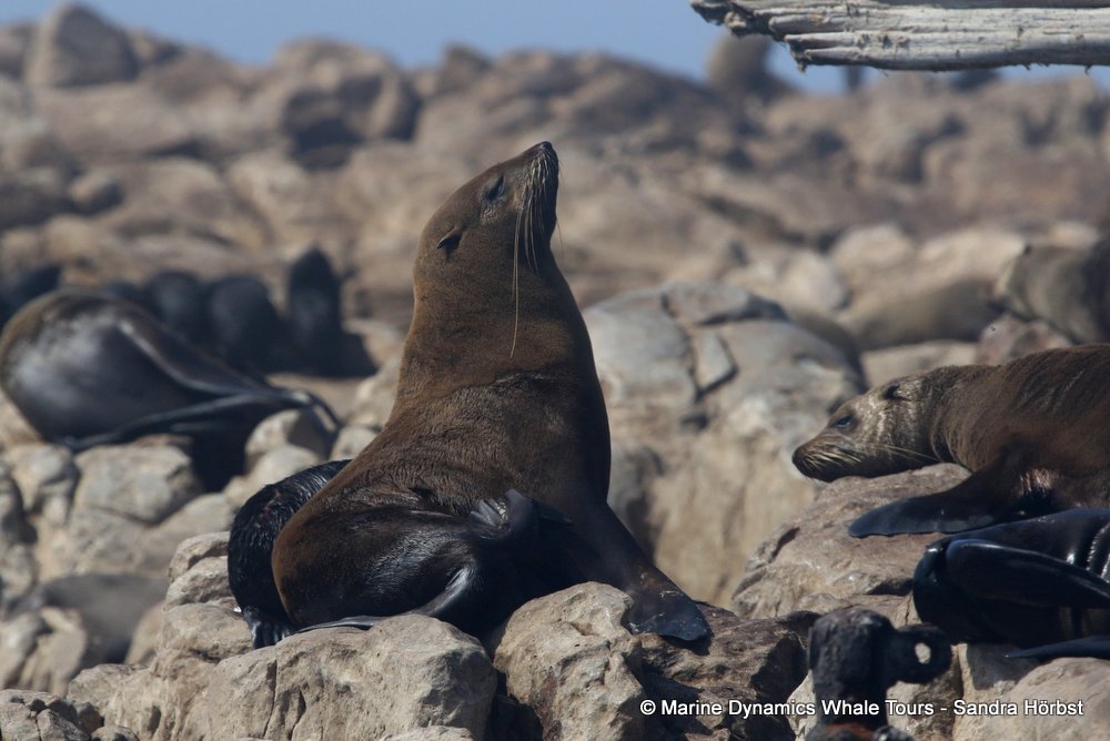 cape fur seal, whale watching, gansbaai, south africa
