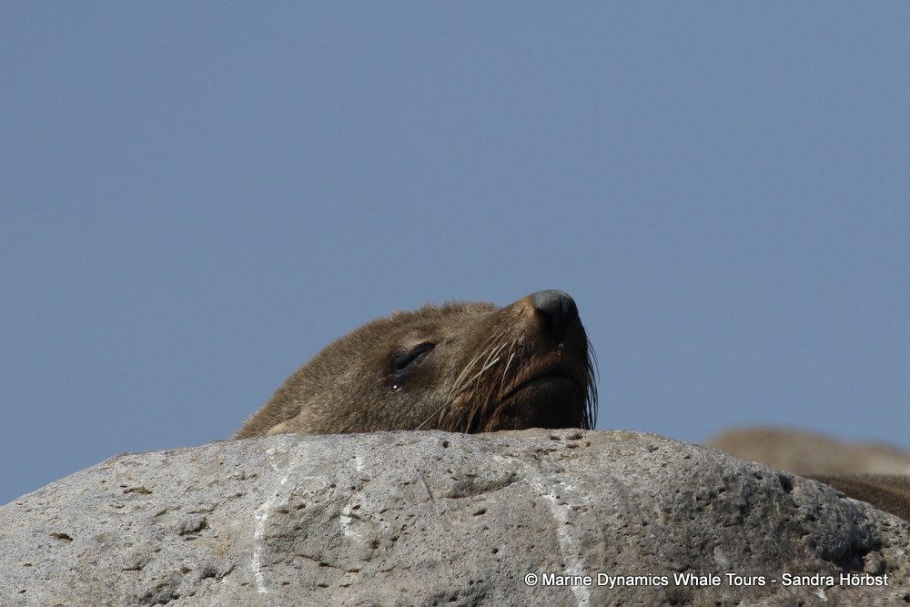 cape fur seal, whale watching, gansbaai, south africa