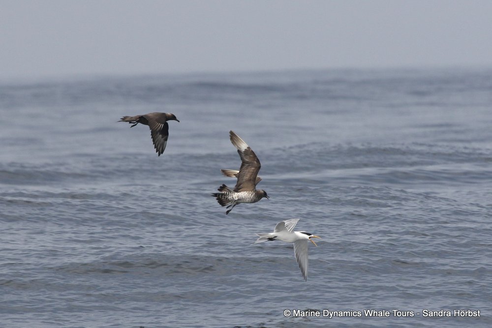 skua, whale watching, gansbaai, south africa