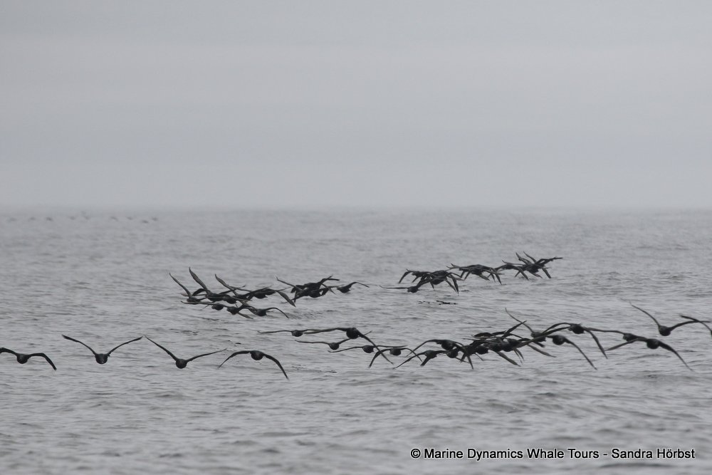 cape cormorants, whale watching, gansbaai, south africa