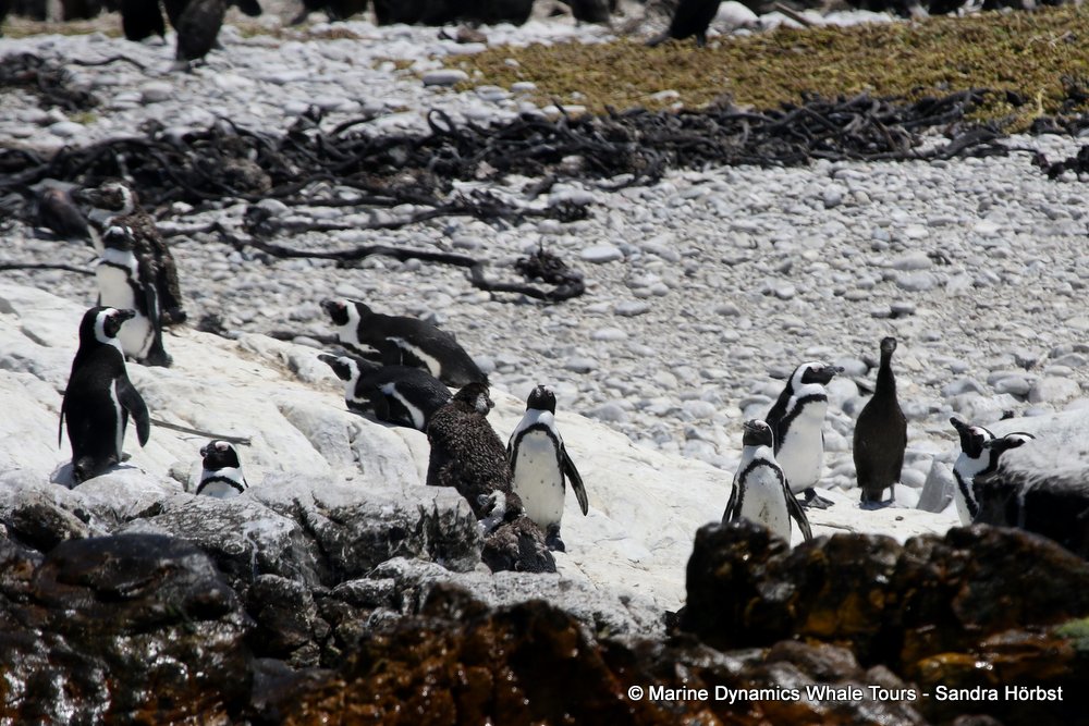 penguins, whale watching, gansbaai, south africa,