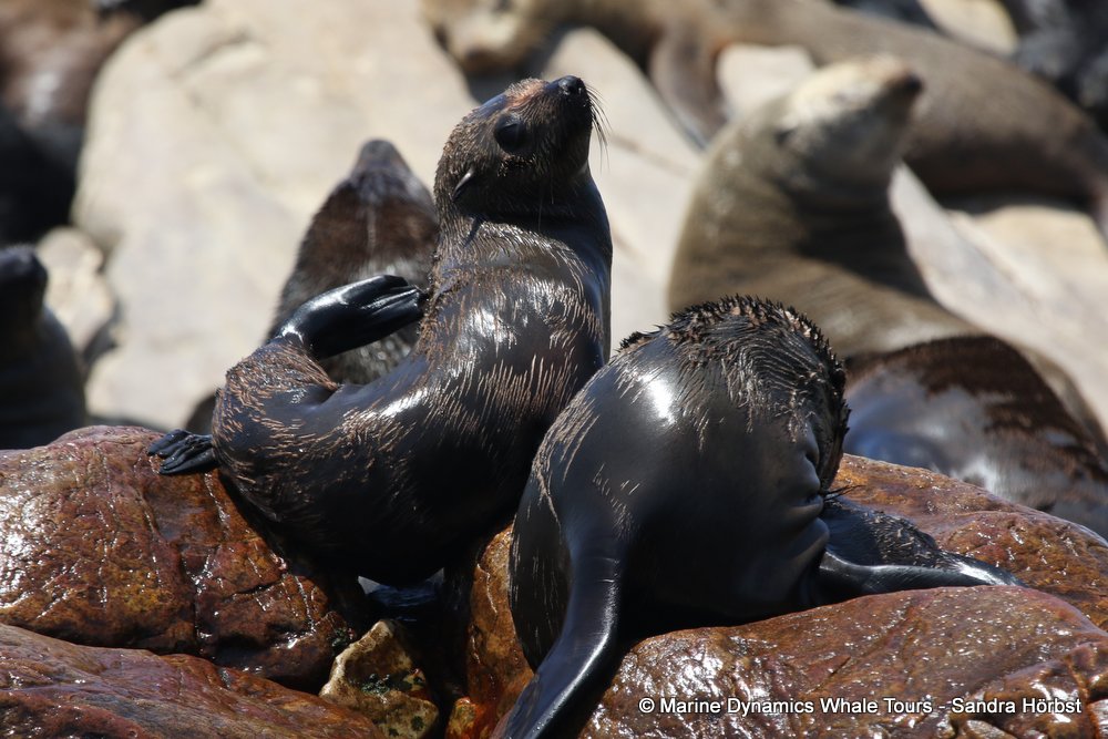 cape fur seal, whale watching, gansbaai, south africa