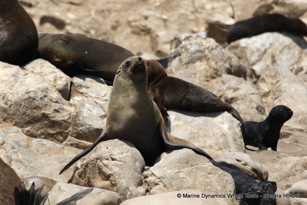cape fur seal, whale watching, gansbaai, south africa