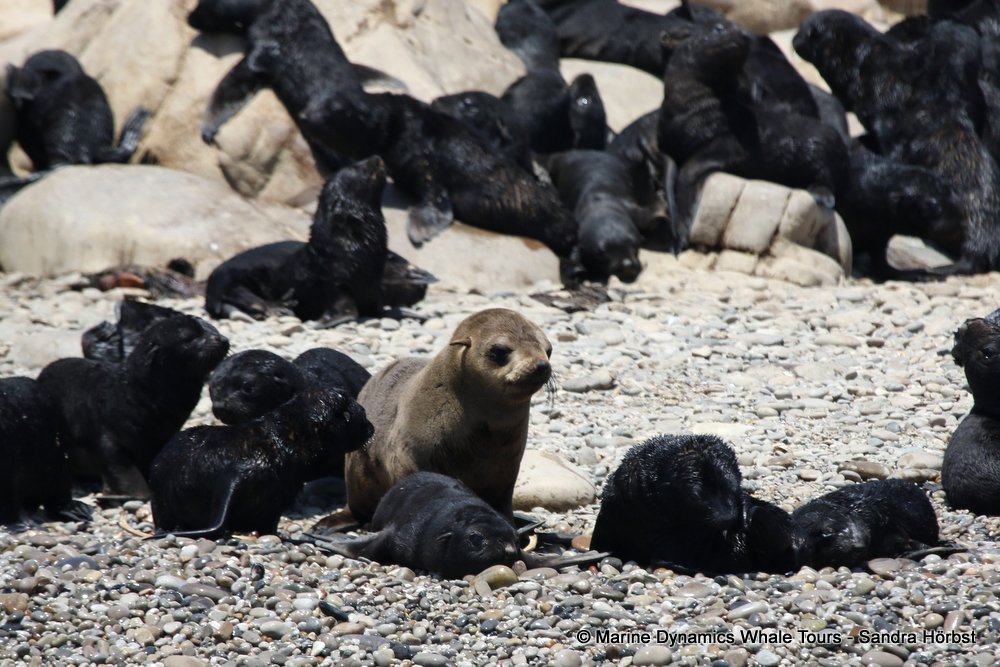 cape fur seal colony, whale watching, gansbaai, south africa,
