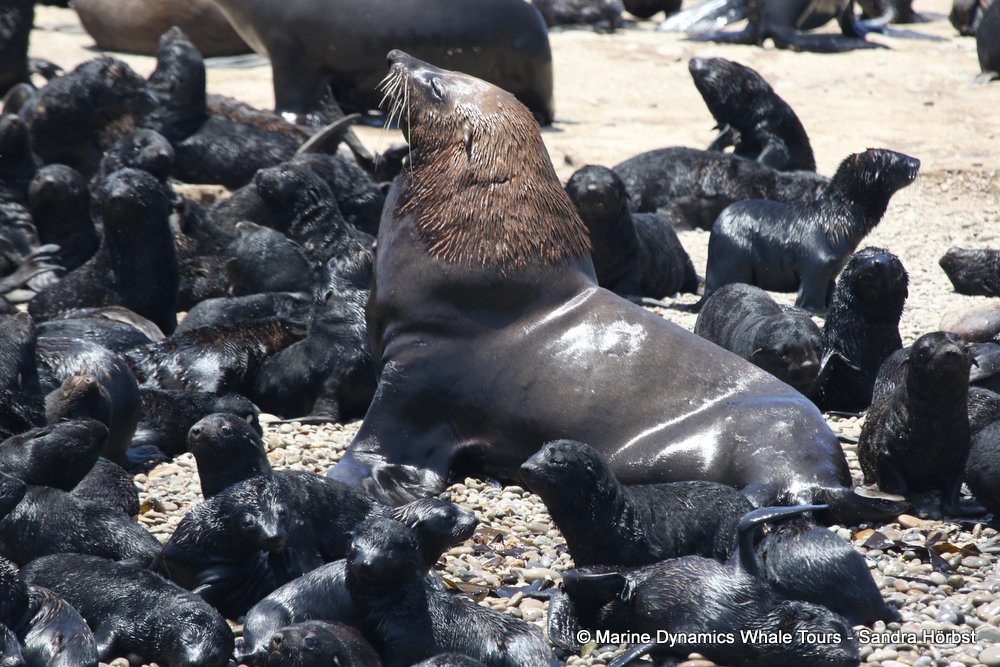 cape fur seal, whale watching, gansbaai, south africa