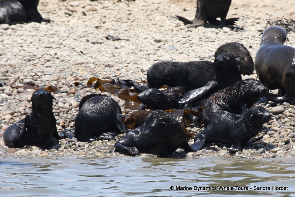 cape fur seal, whale watching, gansbaai, south africa