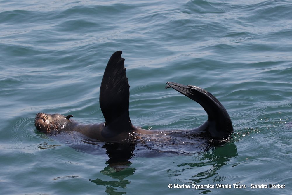 cape fur seal , whale watching, gansbaai, south africa,