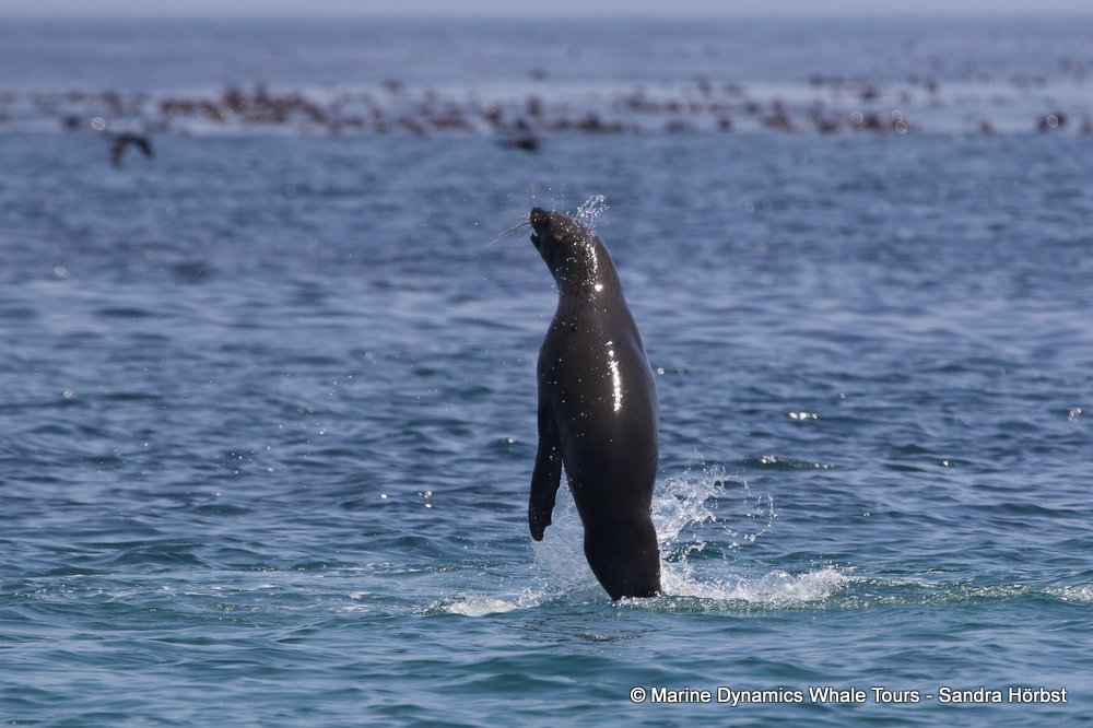 cape fur seal, whale watching, gansbaai, south africa